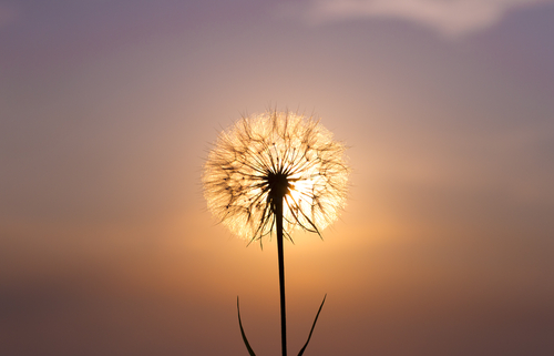 Bild Corona