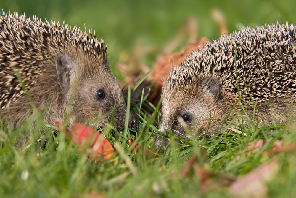 shutterstock 114967390 Igelpaar