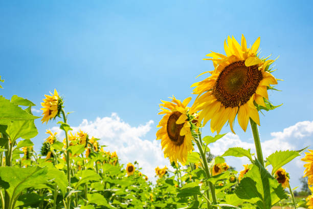 istockphoto 1223144079 612x612
